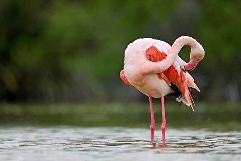 Pink flamingo (Phoenicopterus roseus), standing in the water preening its plumage, Camargue