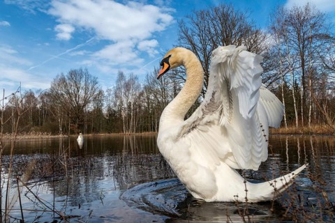 Cygnus olor, mute swan, anatidae, birds, duckbirds, spring, cusp swan, swans, jump, swans, birds,