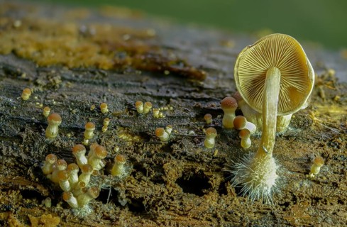 Cluster crumblecap, mushroom mycelium, psathyrella hydrophila, psathyrella piluliformis,
