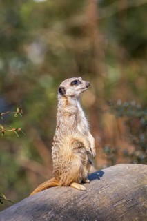 Meerkat (Suricata suricatta) standing sweet and curious in the desert, captive, occurrence Africa