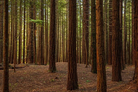 Sunlight filters through the tall trees at Rotorua's Redwood Forest where the Redwood trees that