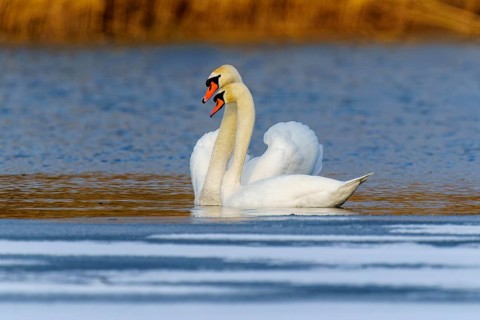 Mute swan (Cygnus olor), wildlife, Germany. A pair of swans swim close together on the calm waters