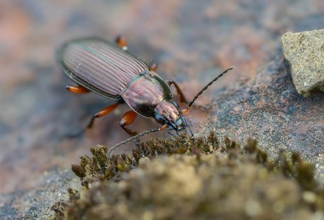 Carabidae, common grave runner, copper-colored grave runner, copper-colored list beetle, coppery