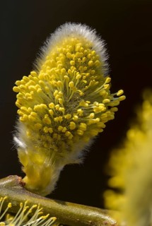 Hanging sage, kitten willow, palm willow, saal willow, salicaceae, salix caprea, salwillow, willow,