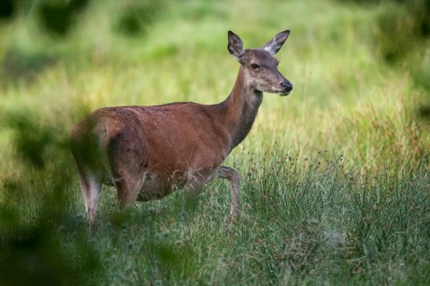 Artiodactyla, Cervus Elaphus, even-toed ungulate, cloven-hoofed, red deer, red deer, female, deer,