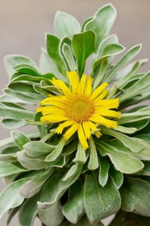Coastal sand star or ducat flower (Pallenis maritima), flower, Algarve, Portugal