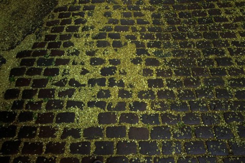 Cobblestones, street strewn with blossoms, pollen, the Japanese string tree, also honey tree, pearl