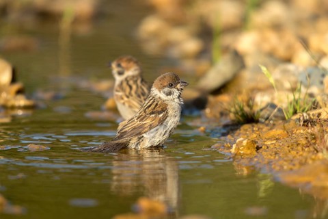 Tree Sparrow, Passer Montanus, Sparrow, Tree Sparrow, Bath, Bird Bath, Birds, Passeri, Songbirds,