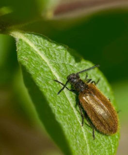 Former woolly beetles, lagria atripes, woolly beetles, beetles, coleoptera, high size, vertical