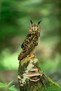 Eurasian Eagle-owl (Bubo bubo), adult, perch, vigilant, in summer, Wisdom, Šumava, Czech Republic