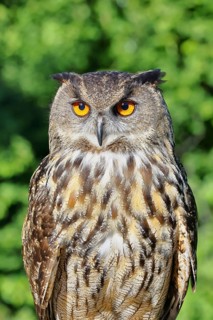 Eurasian eagle-owl (Bubo bubo), animal portrait, Rhineland-Palatinate, Germany