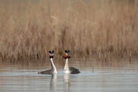 Great crested grebe, podiceps cristatus, courtship, courtship display, grebe, podicipedidae, diver,