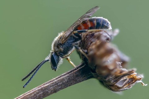 Apidae, bees, furrow bee, common narrow bee, hymenoptera, lasioglossum calceatum, narrow bee,