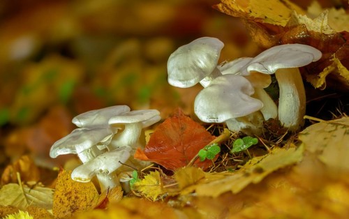 Agaricus eburneus, ivory mushroom, ivory snail, gymnopus eburneus, hygrophorus eburneus, limacium