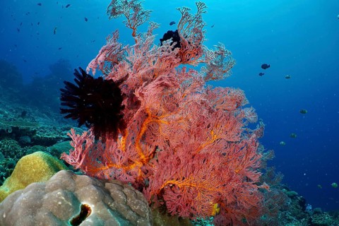 Red fan coral (Melithaea ochracea) underwater in the blue sea, the atmosphere is calm and
