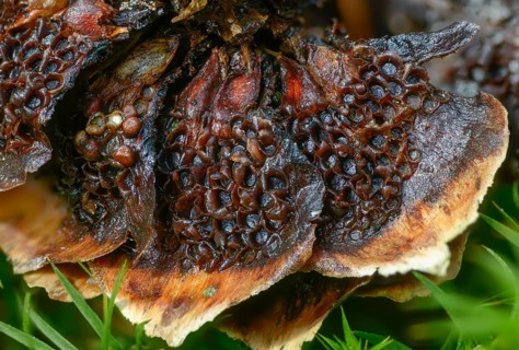 Aecidium strobilinum, cherry spruce rust, spruce cone grape cherry rust, spruce cone rust,