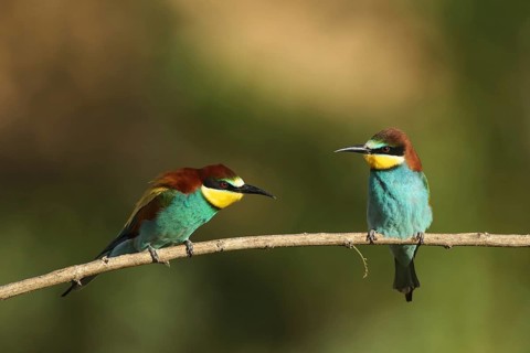 Two bee-eaters are perched on a branch, chatting, bee-eaters (Merops apiaster), Palatinate, Germany