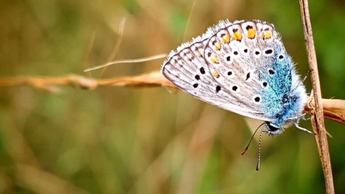 A close-up of a colourful butterfly, the Common Blue (Polyommatus icarus), resting on a blade of