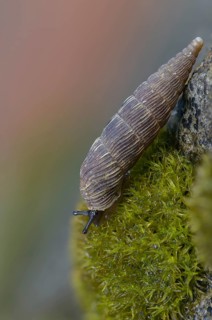 Bulbous sphincous snail, macrogastra ventricosa, sphincous snail, gastropod, high size, portrait,
