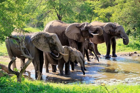 African elephant (Loxodonta africana), adult, calves, herd, by the water, drinking, Kruger National