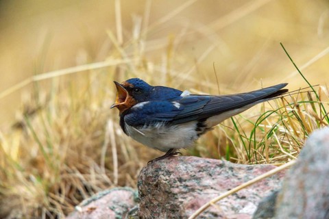 Hirundo rustica, barn swallow, birds, passeri, swallows, songbirds, birds