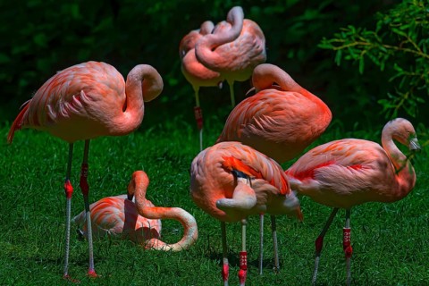 Cuban flamingos (Phoenicopterus ruber) or red flamingos, Nuremberg Zoo, Middle Franconia, Bavaria,