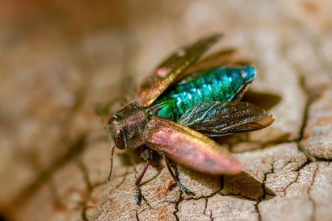 Chrysobothris affinis, gold pit oak splendour beetle, goldmine oak beetle, golddot hardwood beetle,