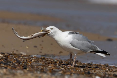 Herring gull (Larus argentatus) adult seagull bird eating a dogfish fish for food on a seaside