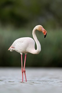 A greater flamingo (Phoenicopterus roseus), standing in the water, Camargue Regional Nature Park,