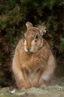 European brown hare (Lepus europaeus) adult animal in grassland, England, United Kingdom