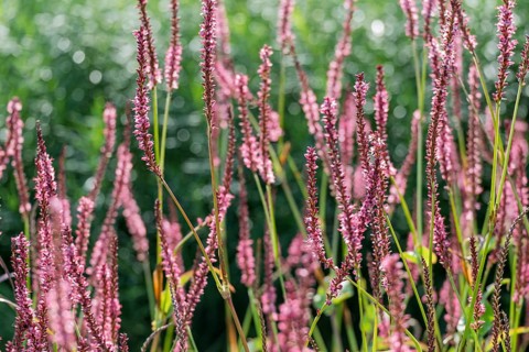Candle-leaved knotweed (Persicaria amplexicaulis), Netherlands
