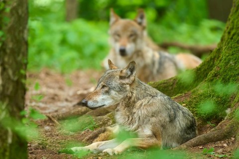 A wolf rests on the forest floor, with another in the background, summer, wolf (Canis lupus),