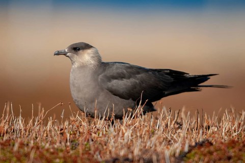 Arctic hunter, arctic skua, arctic tern, Norway, parasitic hunter, parasitic skua, parasite