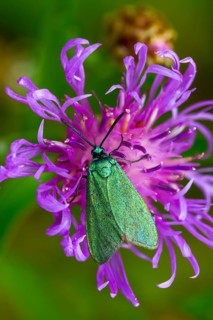 Flake green ram, green ram, jordanita globulariae, high size, portrait format, insects, moths,
