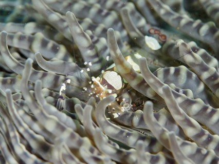 Transparent cancer, peacock-eyed anemone shrimp (Ancylocaris brevicarpalis), in a grey sea anemone,