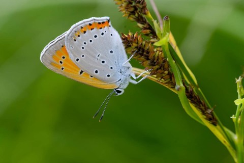 Large fire butterfly, large copper, lycaena dispar, butterfly, insects, butterflies, butterflies