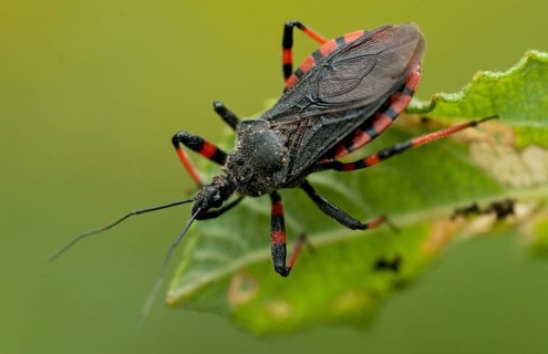 Ringed murder bug, heteroptera, murder bug, red-banded assassin bug, reduviidae, rhinocoris