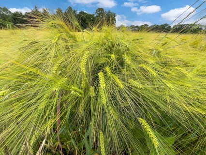 Wide-angle close-up of barley (Hordeum vulgare) in a large field, plant species from the sweet