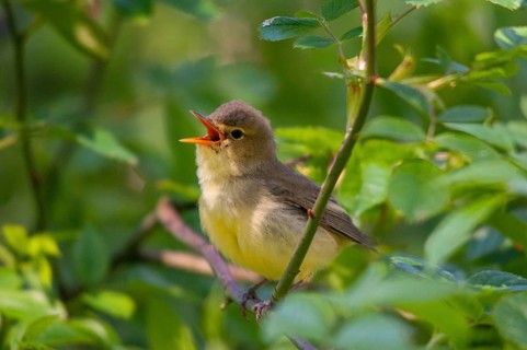 Yellowspotter, Hippolais Icterina, Icterine Warbler, Sweden, Birds, Song, Passeri, Singing,