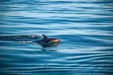A dolphin swims just below the surface in calm waters, a short-beaked common dolphin (Delphinus