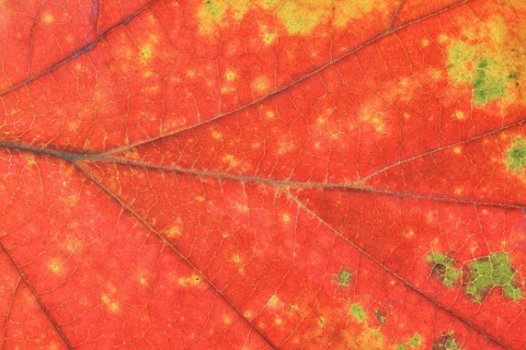 Persian ironwood (Parrotia persica), detail of leaf in autumn, North Rhine-Westphalia, Germany