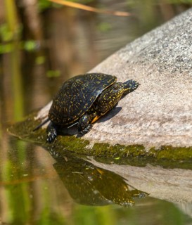 European Pond Tortoise, European Pond Turtle, European Swamp Turtle, High Size, Portrait, Reptilia,
