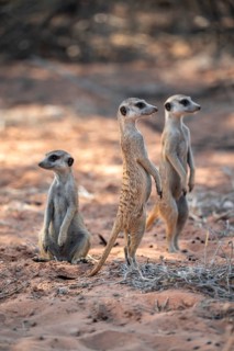 Standing meerkat (Suricatta suricata), on guard, Kgalagadi Transfrontier Park, Northern Cape, South