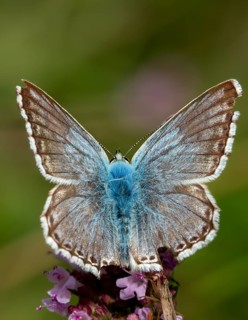 Lysandra coridon, polyommatus coridon, silverblue, silver-green blue, silver-green blue, butterfly,