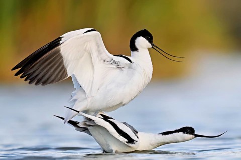 Avocet (Recurvirostra avosetta), a pair mating in shallow water, Camargue Regional Nature Park,