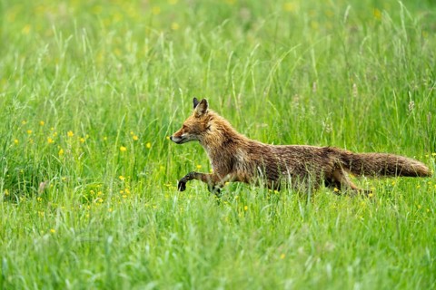 Red fox (Vulpes vulpes), Vulkaneifel, Rhineland-Palatinate, Germany