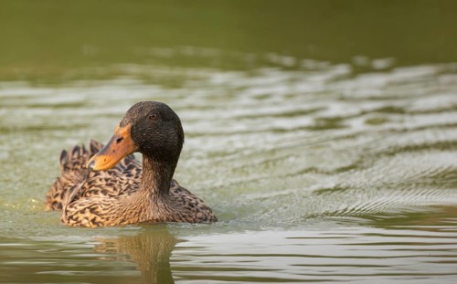 Female Mallard duck (Anas platyrhynchos) swimming in a pond, Sreepur, Gazipur, Bangladesh