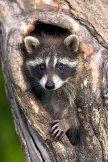 Raccoon (Procyon lotor), Minnesota, USA. A young raccoon peeks out curiously from a tree hollow