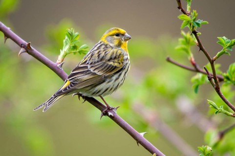 European Serin, serine, serinus serinus, birds, male, passeri, songbirds, birds