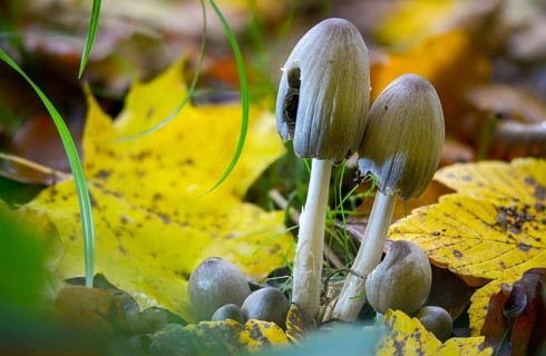 Coprinopsis atramentaria, Coprinus atramentarius, wrinkle tint, gray tintling, knot tint, fungi,